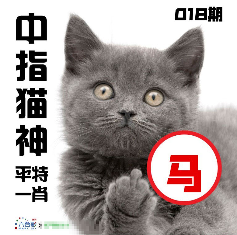 018期中指猫神[图]